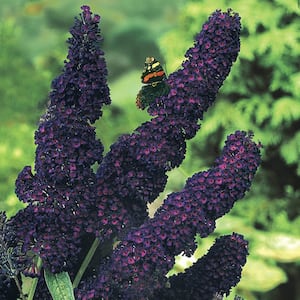 4 in. Pot Black Knight Butterfly Bush (Buddleia), Purple Flowering Perennial Live Deciduous Plant (1-Pack)