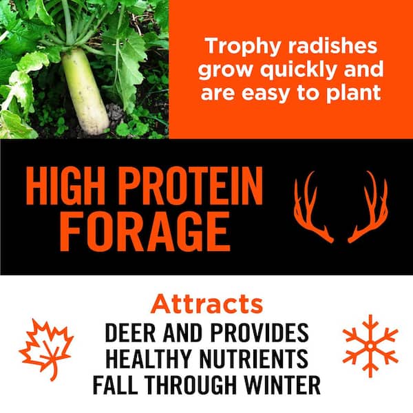 5 lbs. Rackmaster Trophy Radish Seed