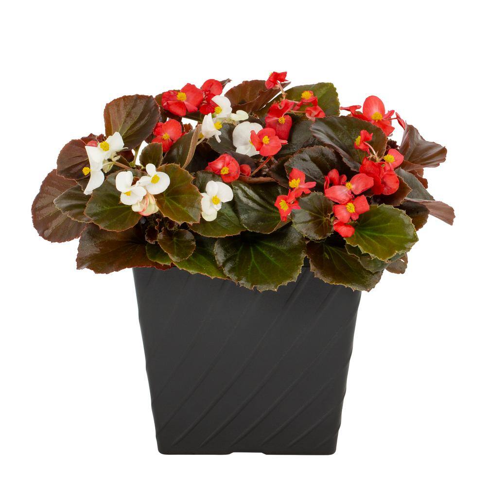 METROLINA GREENHOUSES 1 Gal. Begonia in Decorative Square Planter ...