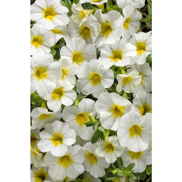 PROVEN WINNERS 4.25 in. Grande Superbells Over Easy (Calibrachoa) Live Plant White & Yellow Flowers (4-Pack)