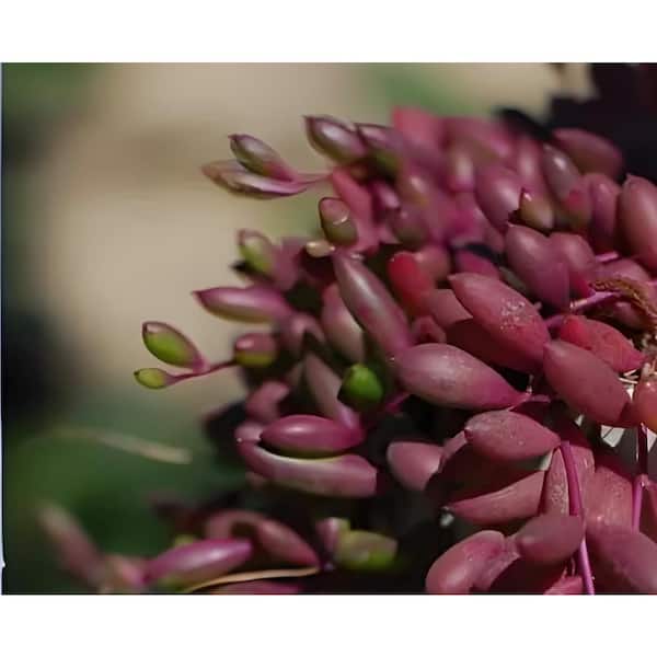 Sudzendf Othonna Capensis Purple Hanging Trailing Succulent