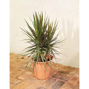 Marginata Indoor Plant in 10 in. White Cylinder Pot and Stand, Avg. Shipping Height 2-3 ft. Tall