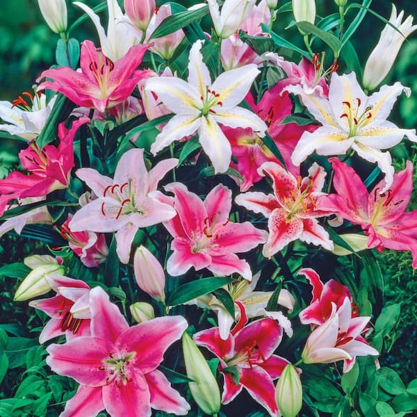 Breck's Oriental Lily Mixture Bulbs (5-Pack)