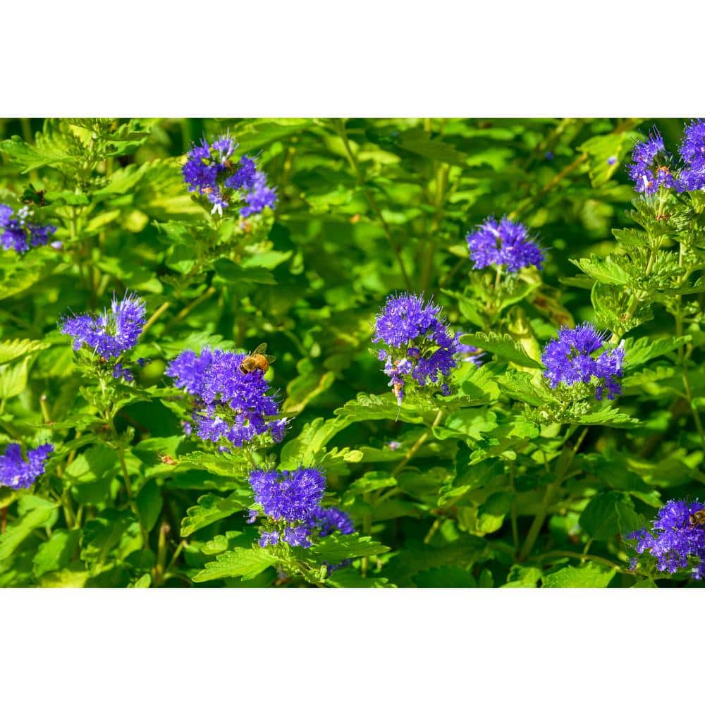 1 Gal. Blue Mist Bluebeard Flowering Shrub with Fragrant Powder Blue Early Autumn Blossoms price history on PriceWatchPro