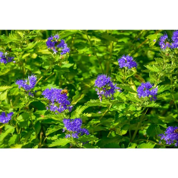 Online Orchards 1 Gal. Blue Mist Bluebeard Flowering Shrub with Fragrant Powder Blue Early Autumn Blossoms