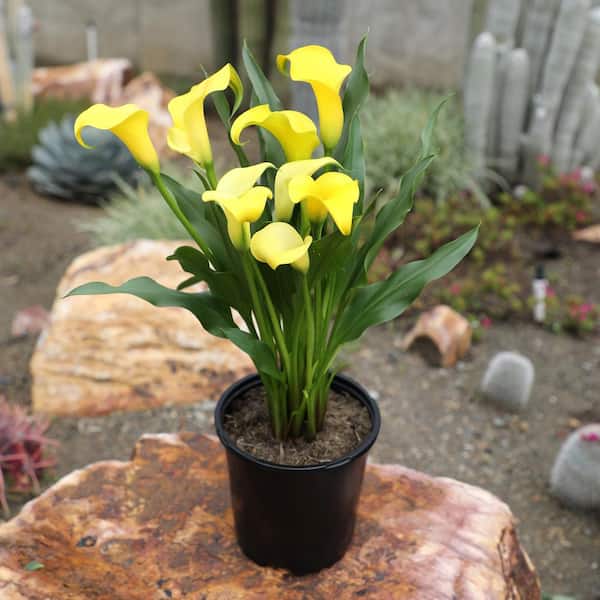 Have a question about ALTMAN PLANTS Yellow Calla Lily Garden Perennial Outdoor  Plant in 2.5 qt. Grower Pot? - Pg 1 - The Home Depot