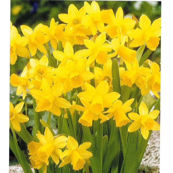Unbranded Daffodil Tete A Tete Dormant Bulbs (20-Pack)