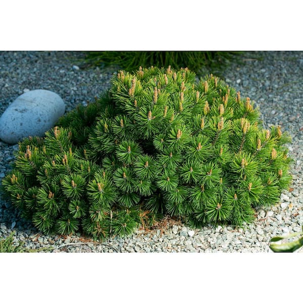 5 gal. Dwarf Mountain Pine Shrub-Incredibly Hardy and Resilient Compact Evergreen