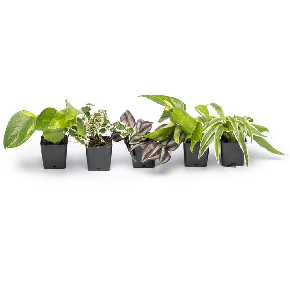 Assorted Foliage in Black Plastic Pots, 6-Pack