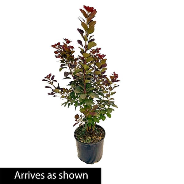 3 Gal. Pot Royal Purple Smoketree (Cotinus), Deciduous Shrub with Purple Foliage (1-Pack)