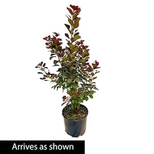2.25 Gal. Pot Royal Purple Smoketree (Cotinus), Live Deciduous Shrub with Purple Foliage (1-Pack)