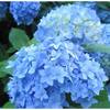 BELL NURSERY 3 Gal. Early Blue Hydrangea Live Flowering Shrub with Blue Flowers HYDGA3MEB1PK