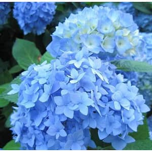 3 Gal. Early Blue Hydrangea Live Flowering Shrub with Blue Flowers