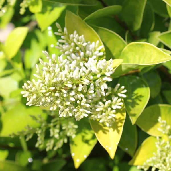 2 Gal. Golden Ticket Ligustrum Shrub with Bright Yellow Foliage