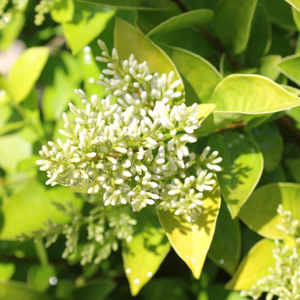 Golden Ticket Privet 2-Gallon Deciduous Shrub with White Flowers