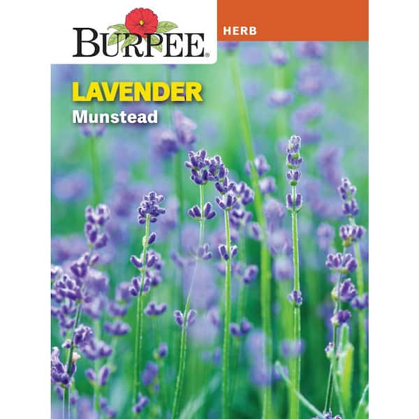Herb Lavender Munstead Seed