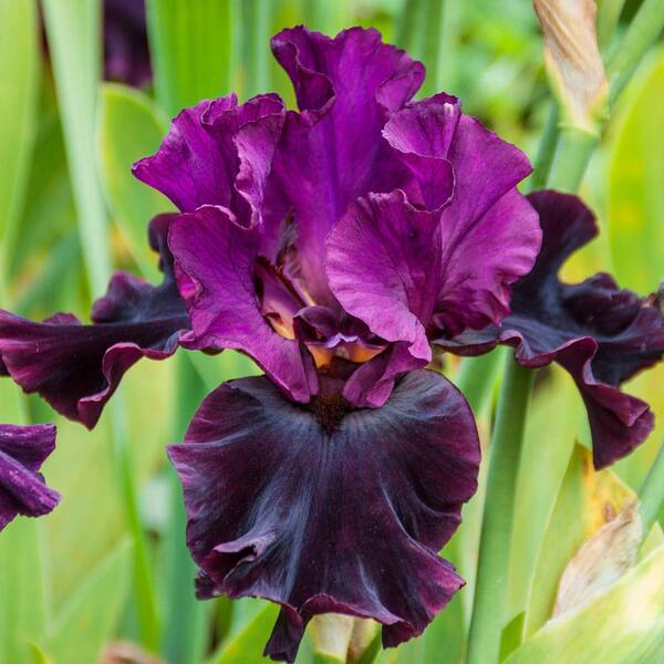 Breck's Silken Trim Bearded Iris Live Bareoot Plant Purple Flowers ...