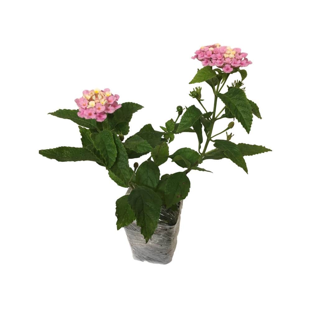 Lantana Mix 3-Plants in 3-Separate 2.25 in. Pots