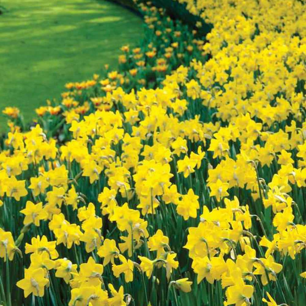 Trumpet Yellow Daffodil Bulbs (45-Pack) 36609P - The Home Depot