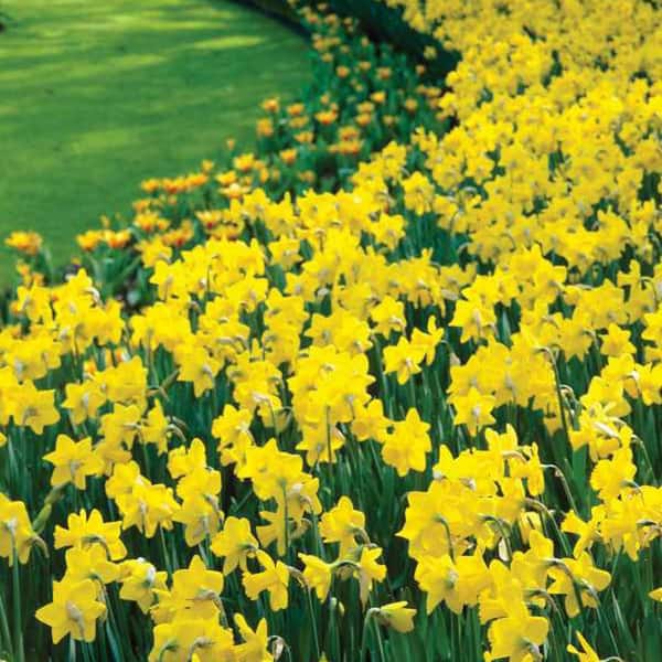 Van Bourgondien Golden Harvest Trumpet Daffodil Bulbs 100-Pack