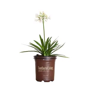 2.5 Qt. Ever White Agapanthus (Lily of the Nile) with Reblooming Brilliant White Flower Clusters