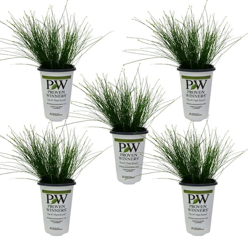 1.5 Pt. Proven Winners Grass Fiber Optic Annual Plant with Green Foliage (5