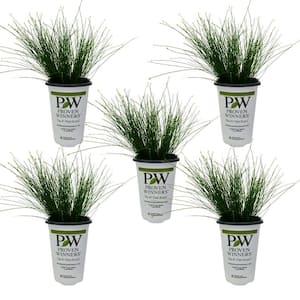 4.25 qt. Proven Winners Grass Fiber Optic Annual Plant with Green Foliage (5-Pack)