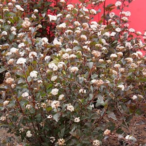 2.50 qt. Pot Diablo Ninebark (Physocarpus), Live Potted Deciduous Flowering Shrub (1-Pack)