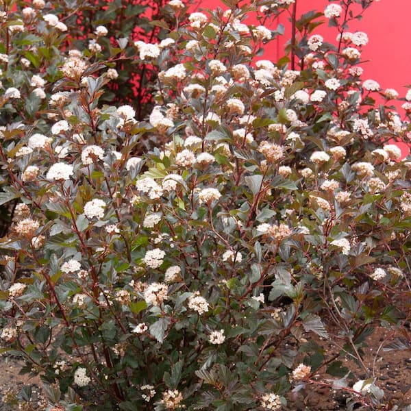 Spring Hill Nurseries 2.50 qt. Pot Diablo Ninebark (Physocarpus), Live Potted Deciduous Flowering Shrub (1-Pack)