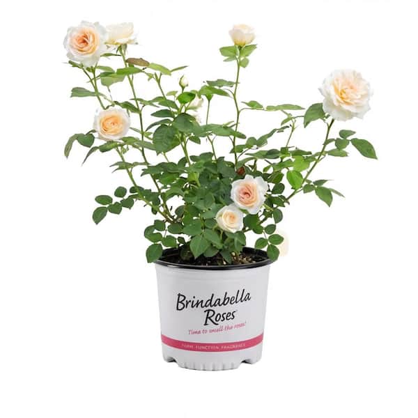1 Gal. Dawn Brindabella Live Rose with Salmon Flowers (1-Pack)