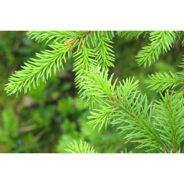 1 Gal. Little Gem Norway Spruce Shrub Richly, Nomaintenance Dwarf Conifer