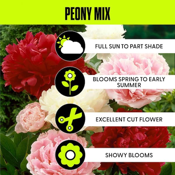 Mixed Color Peonies Root (Set of 3)