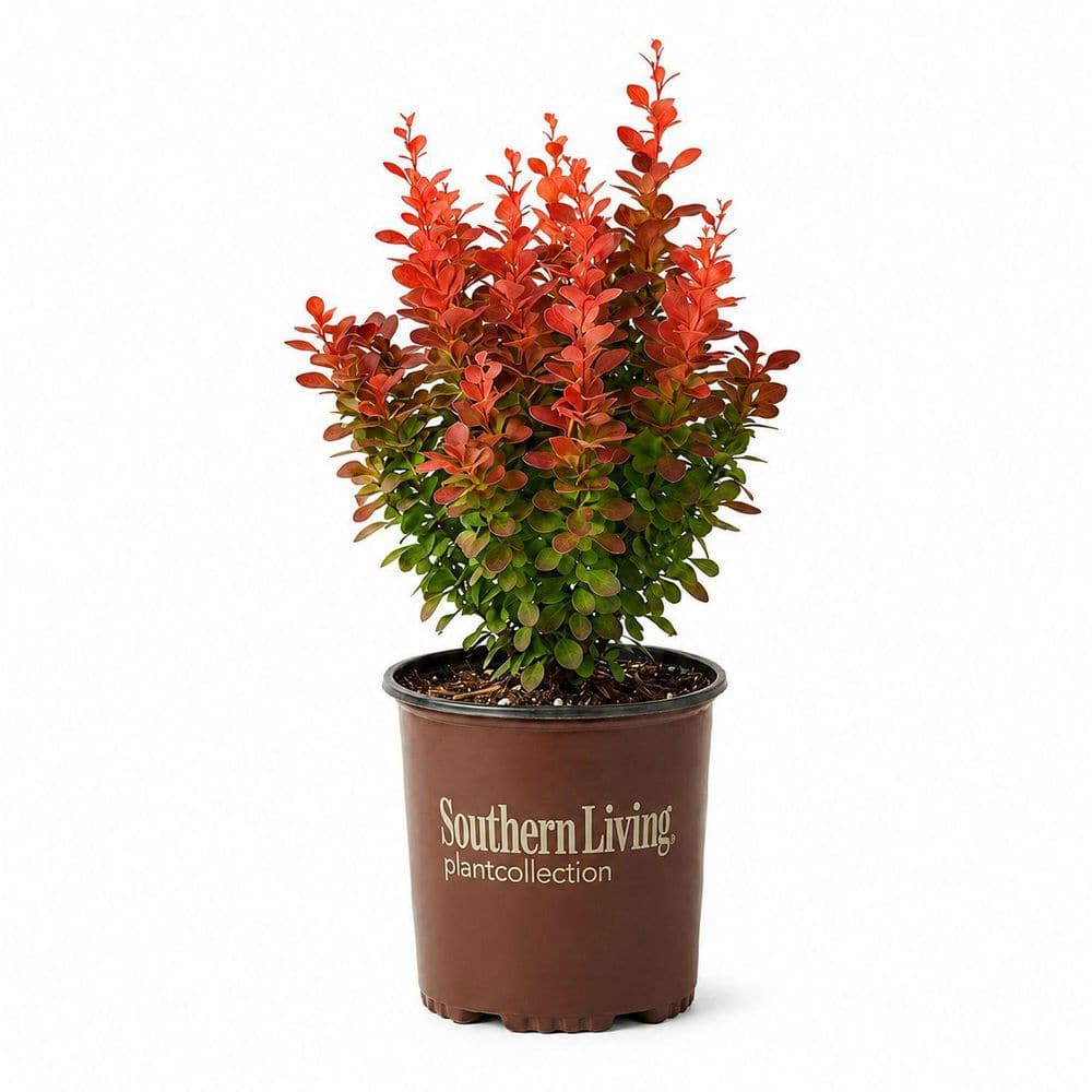 southern-living-shrubs-bushes-
