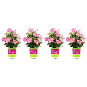 1.5 Pint Dipladenia Flowering Annual Shrub with Pink Flowers (4-Pack)