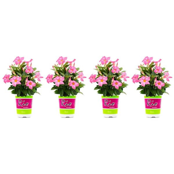 Rio 1.5 Pint Dipladenia Flowering Annual Shrub with Pink Flowers (4-Pack)