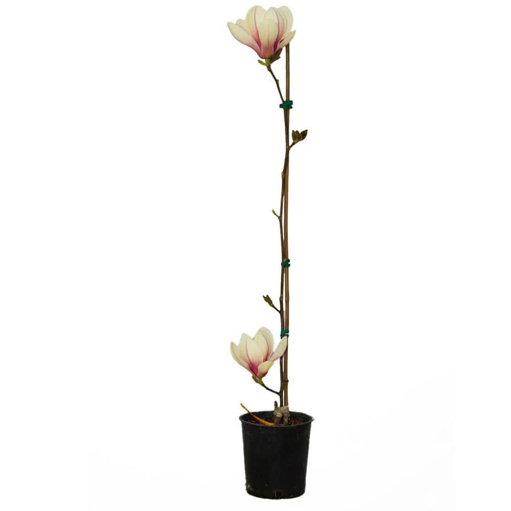 1 gal. Sunsation Deciduous Japanese Magnolia Tree with Yellow