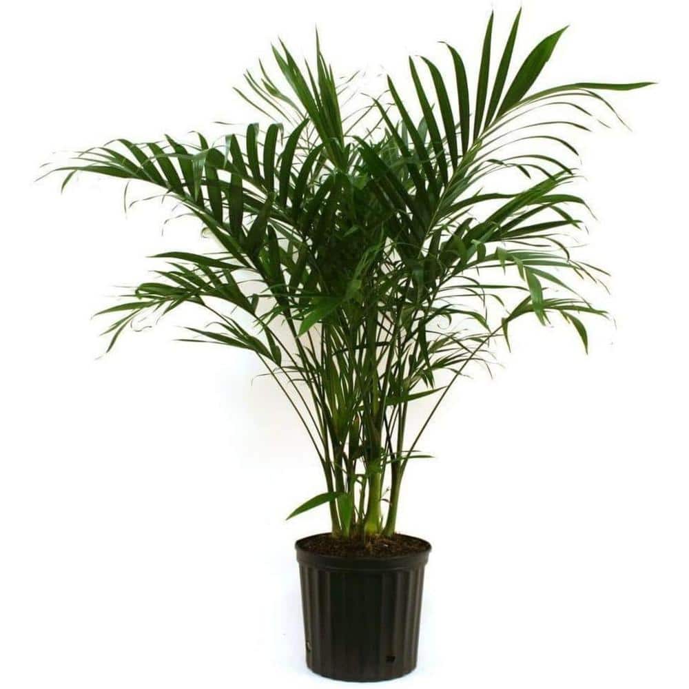 Cat Palm-Live Plant in an 10 Inch Growers Pot-Chamaedorea Cataractarum-Clean Air Indoor Outdoor Houseplant price history on PriceWatchPro