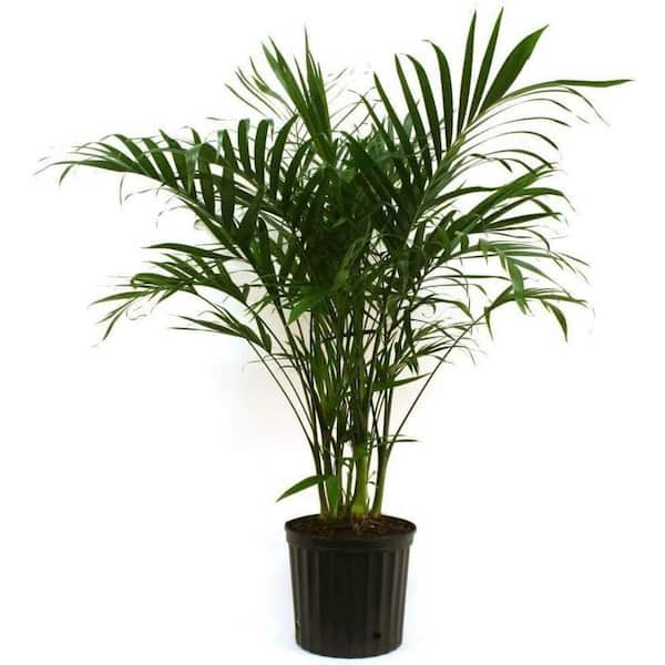 Wekiva Foliage Cat Palm-Live Plant in an 10 Inch Growers Pot-Chamaedorea Cataractarum-Clean Air Indoor Outdoor Houseplant