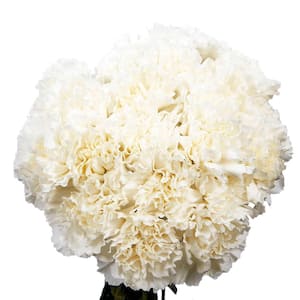 300 Stems of White Carnations- Fresh Flower Delivery