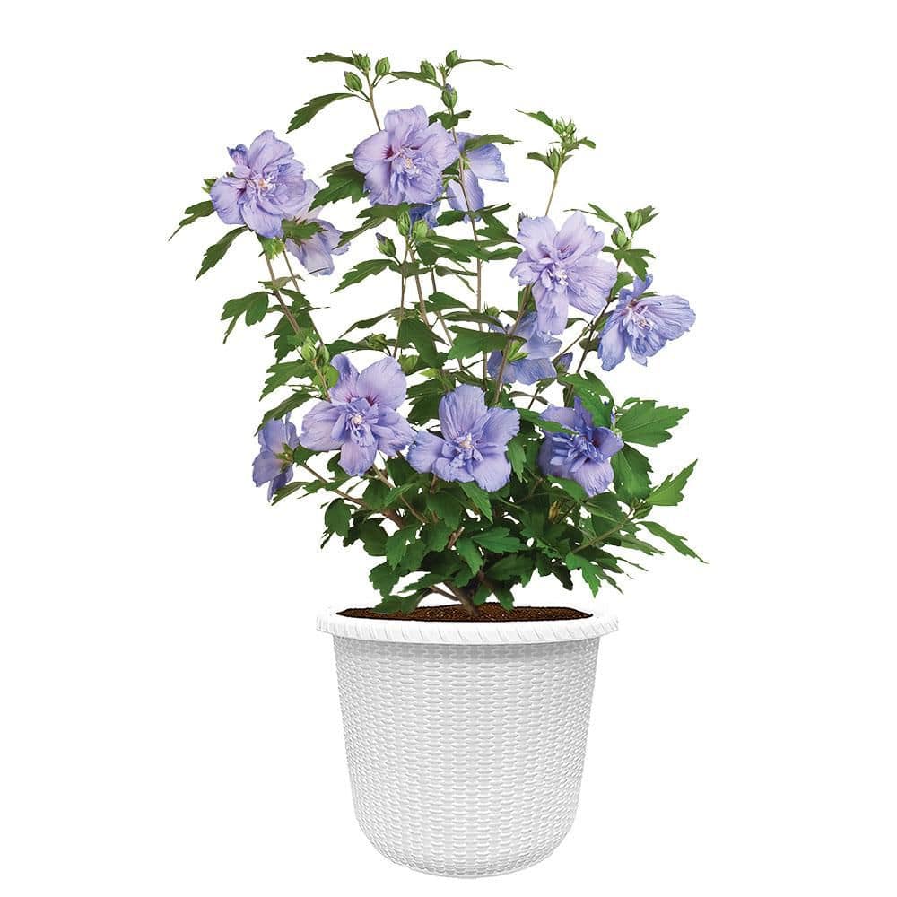 2 Gal. Blue Chiffon Rose of Sharon (Hibiscus) Plant with Blue Flowers in Decorative Container price history on PriceWatchPro