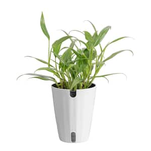 PPC INTERNATIONAL LLC Pothos Golden Epipremnum aureum Plant in 6 in. Grower  Pot 6_POTHOS_GOLDEN - The Home Depot