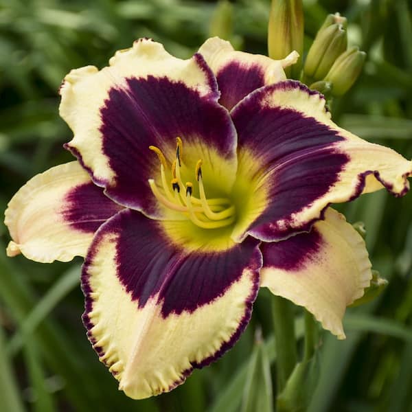 Bare Root Daylily Inkheart (3-Pack)