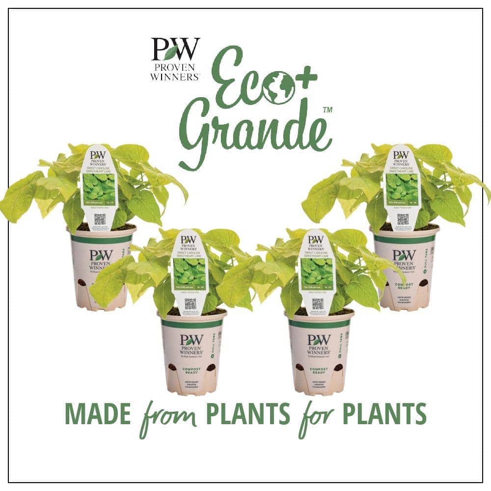4.25 in. Eco+Grande Sweet Caroline Sweetheart Lime Sweet Potato Vine (Ipomoea) Live Plant, Lime Green Foliage (4-Pack) price history on PriceWatchPro