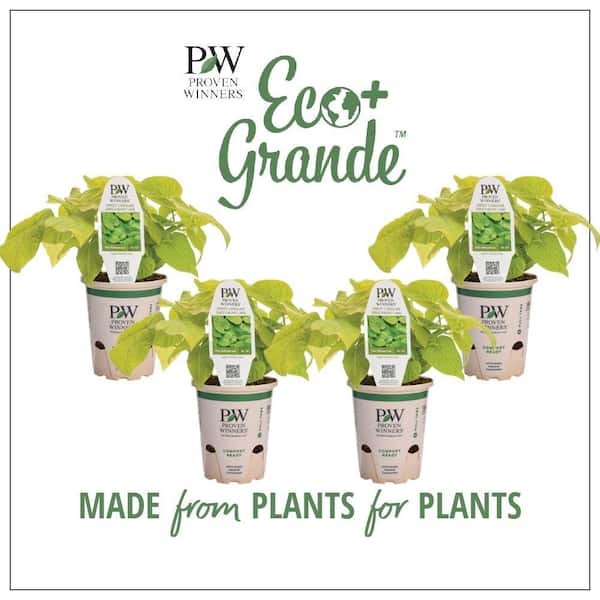 PROVEN WINNERS 4.25 in. Eco+Grande Sweet Caroline Sweetheart Lime Sweet Potato Vine (Ipomoea) Live Plant, Lime Green Foliage (4-Pack)