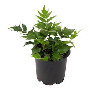 2 QT. Holly Fern (Cyrtomium Falcatum) Garden Perennial Shrub Plant in Grower Pot