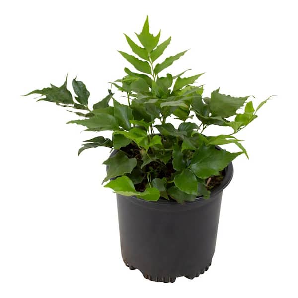 ALTMAN PLANTS 1 Gal. Holly Fern (Cyrtomium Falcatum) Shrub Plant