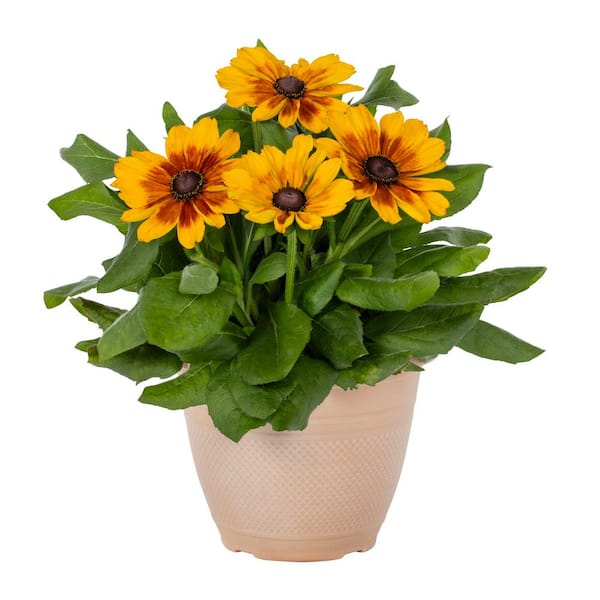 1.75 Gal. Deco Pot Rudbeckia 'Sunbeckia Luna' Bicolor Yellow and Red Perennial Plant