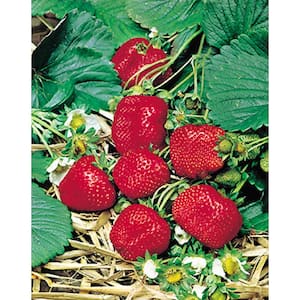 1 Gal. Albion Strawberry (Fragaria) Live Fruiting Plant with White Flowers to Red Berries