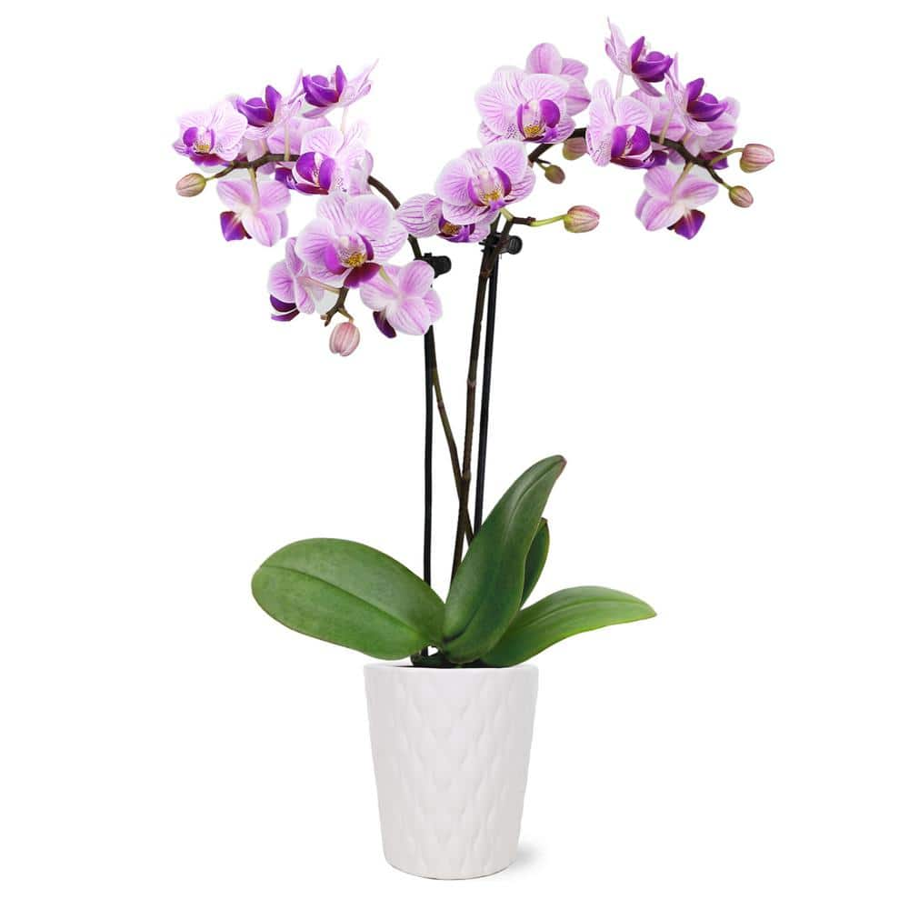 Orchid (Phalaenopsis) Mini Pink Plant in 2-1/2 in. White Ceramic Pottery -  Just Add Ice, J5000