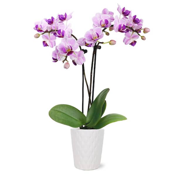 Just Add Ice Orchid (Phalaenopsis) Mini Pink Plant in 2-1/2 in. White Ceramic Pottery